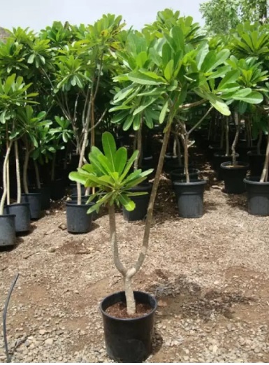 Plumeriya ( champa ) 